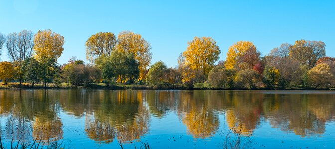 Water pond trees