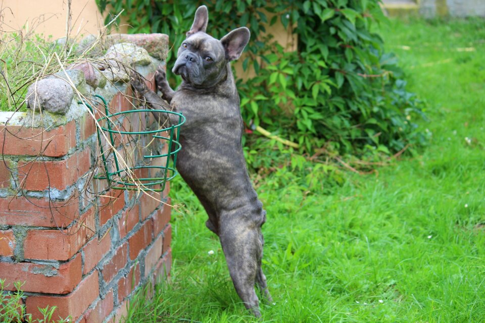 Male purebred dog attention
