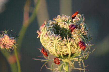 Wild flower plants wild photo