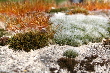Lichen nature recording green photo