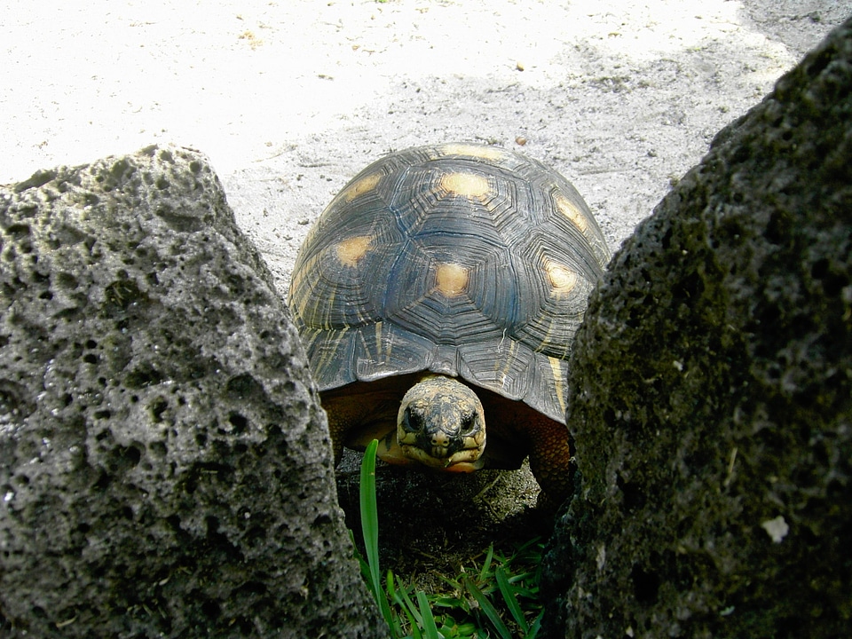 Reptile tortoise shell animal