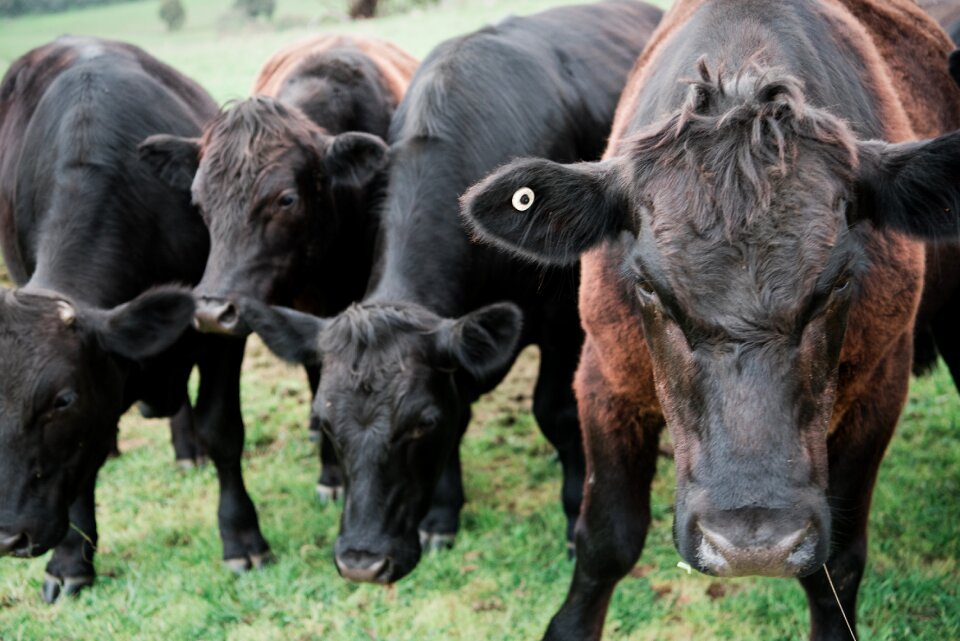 Beef animal agriculture