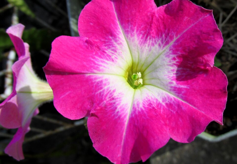 Plant garden nature