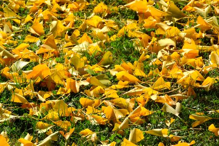 Golden autumn yellow leaves leaves in the grass photo