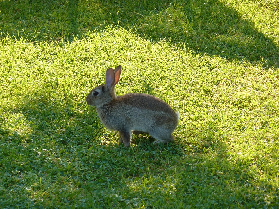 Easter bunny meadow grass