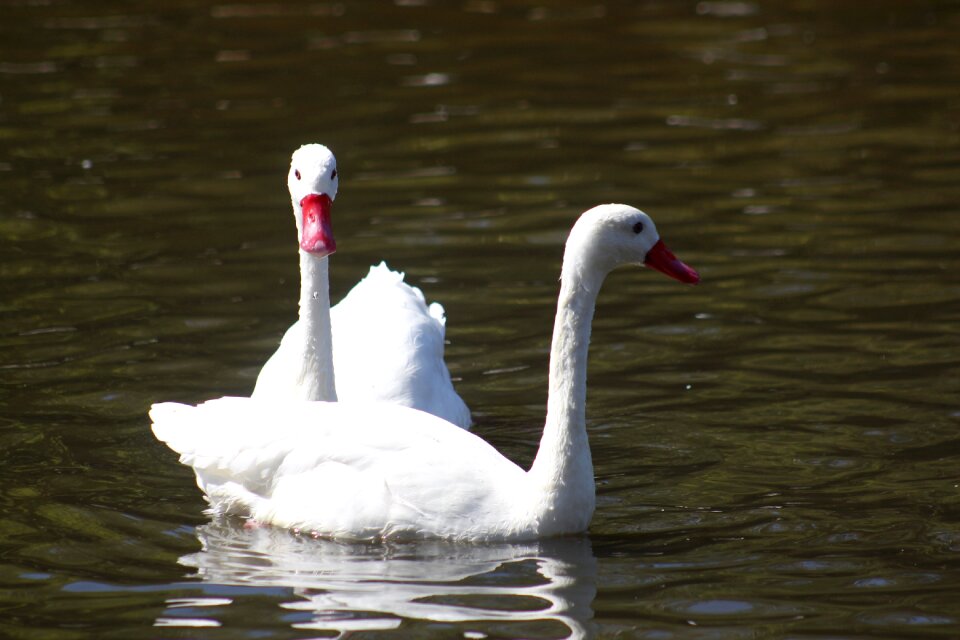 Animal bird nature