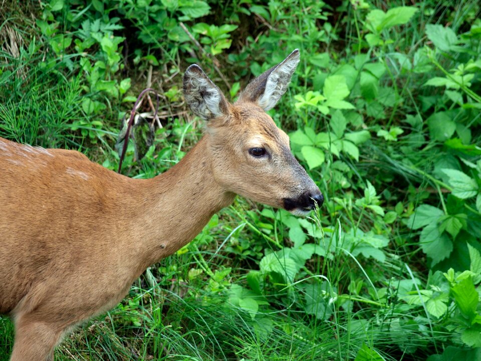 Scheu nature red deer