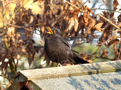 Blackbird sing blackbird male photo