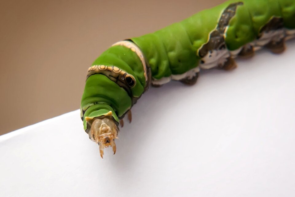 Insect macro larva