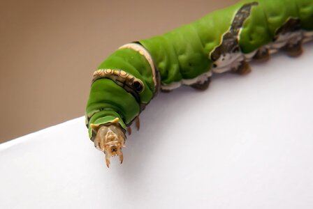 Insect macro larva
