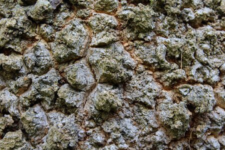 Surface roughness the bark of the tree the structure of the