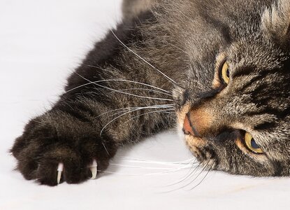 Claw pet long-haired cat