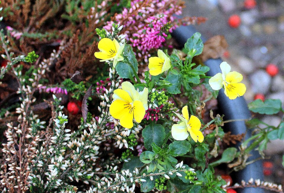 Heather autumn weather nature