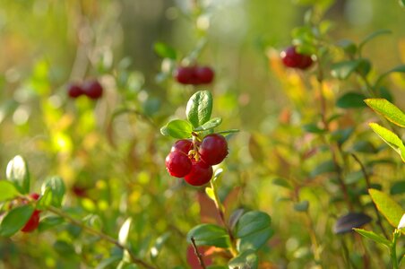 Berry cranberries macro