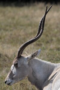 Animal africa horn oryx photo