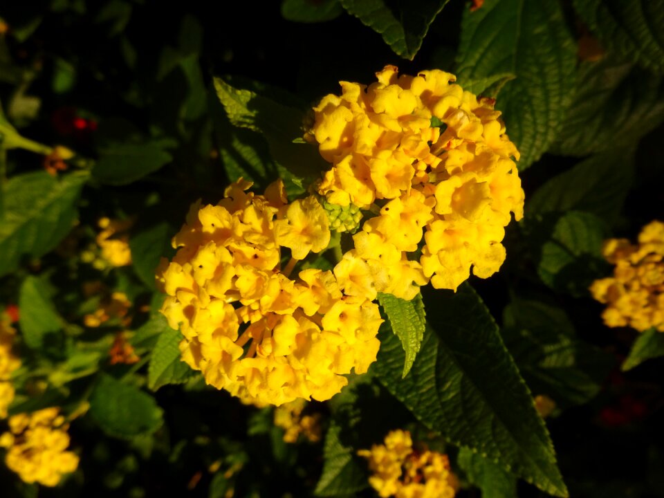 Yellow flowers nature