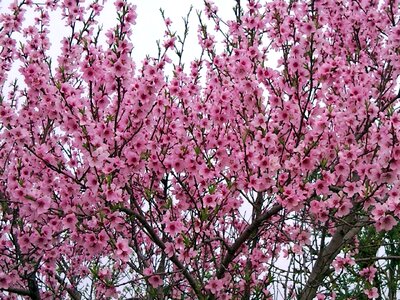 Nature flower flowering