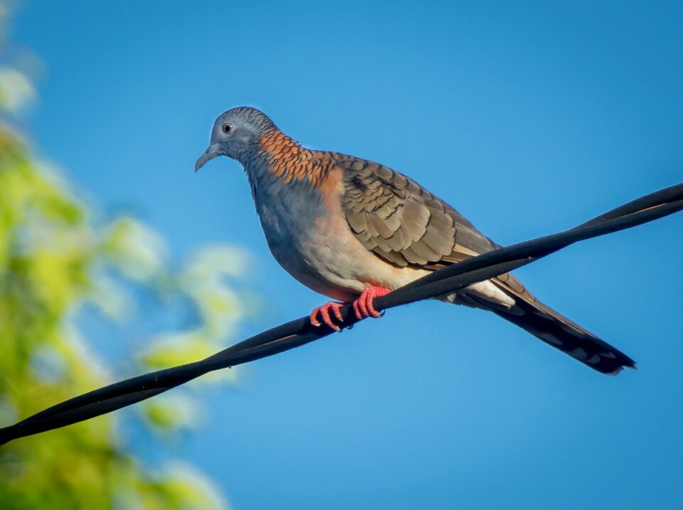 Bird wildlife photo