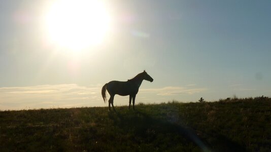 Sun disk outdoors animals