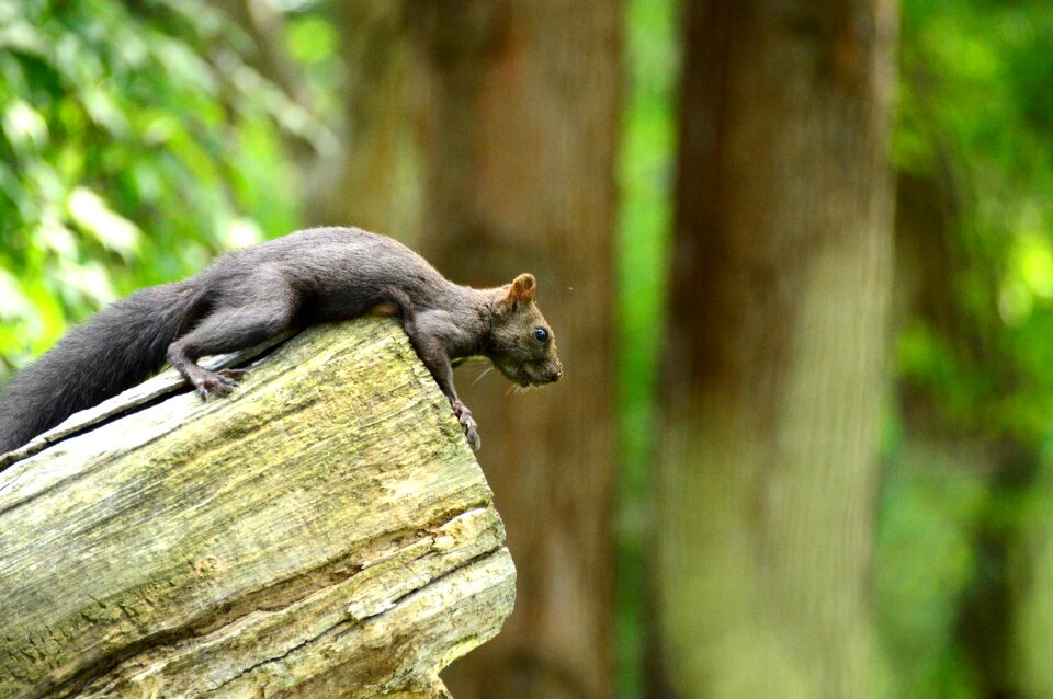 Squirrel animal rodents