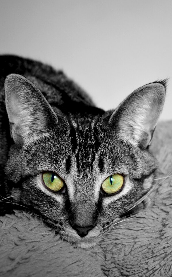 Fur ears devon