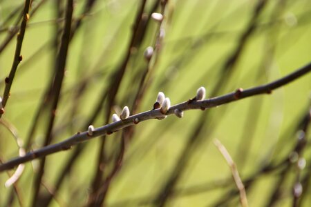 Bloom tree branch