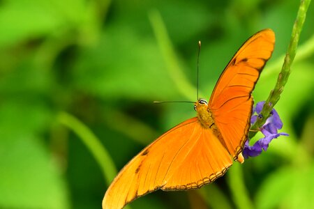 Orange butterfly bug nature