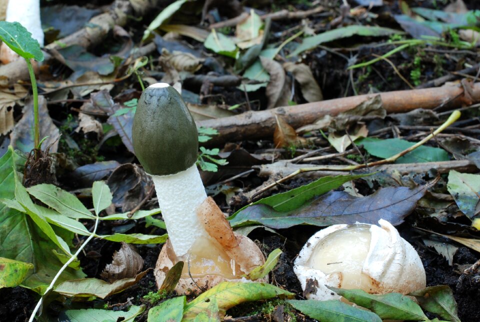 Large stinkzwam mushroom autumn