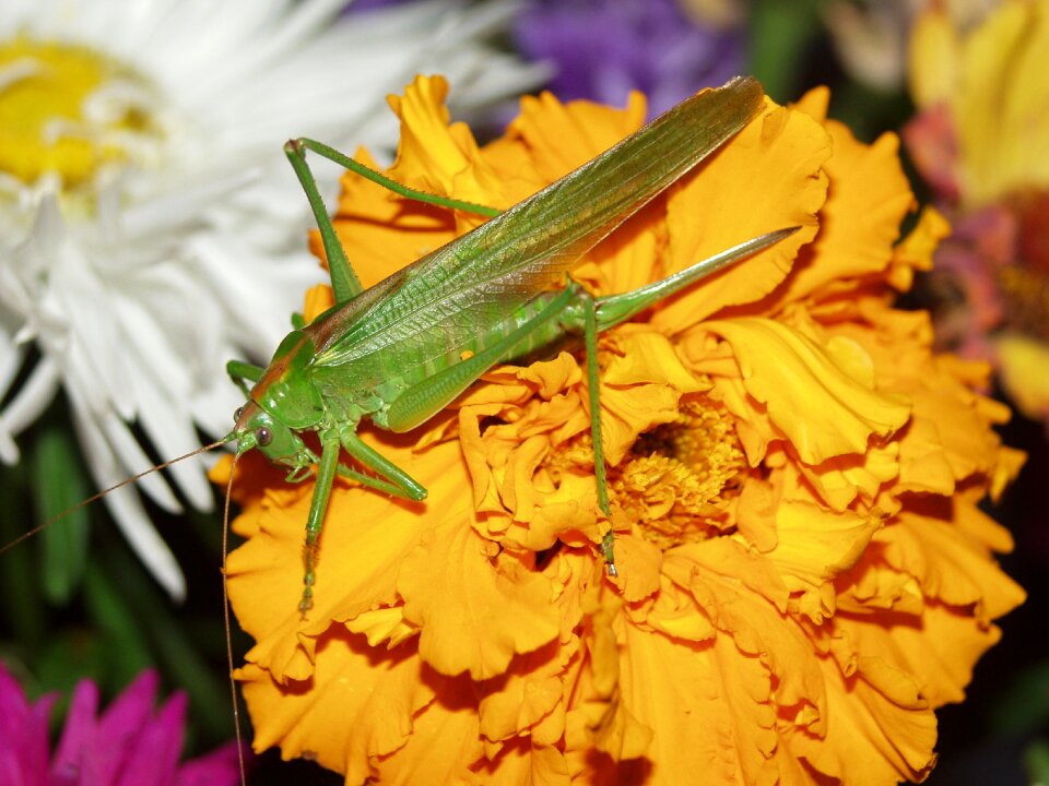 Macro grasshopper green