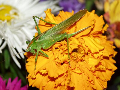 Macro grasshopper green photo