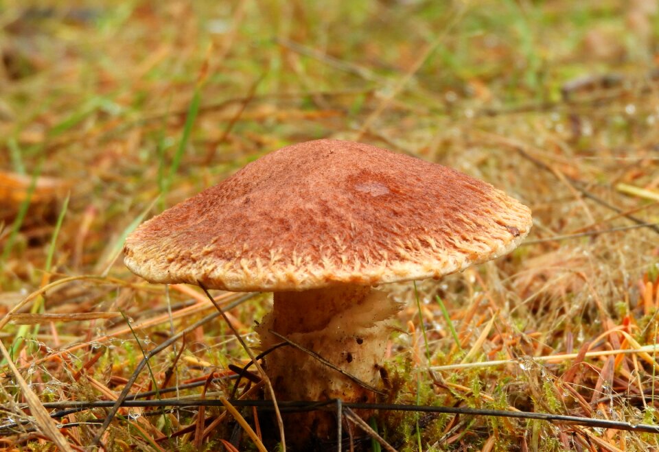 Brown fungi plant