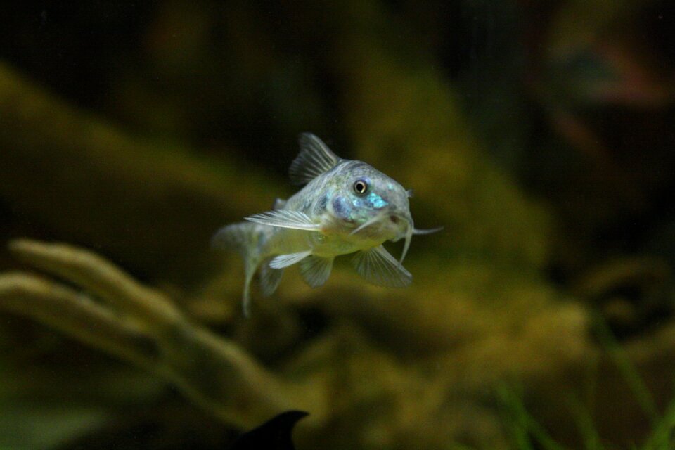 Aquarium marble wels