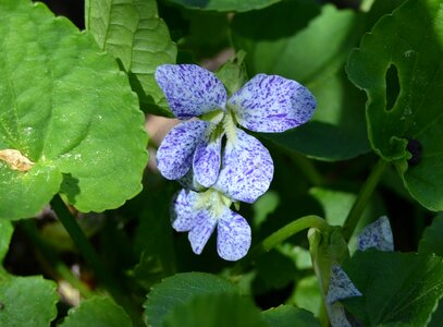 Violets spring flower flower photo