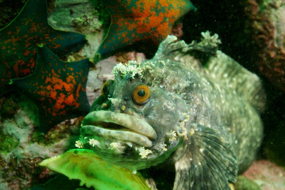 Fish underwater photography sea ​​bottom