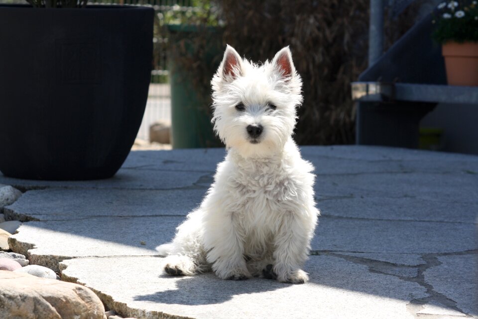 West-highland-terrier puppy dog