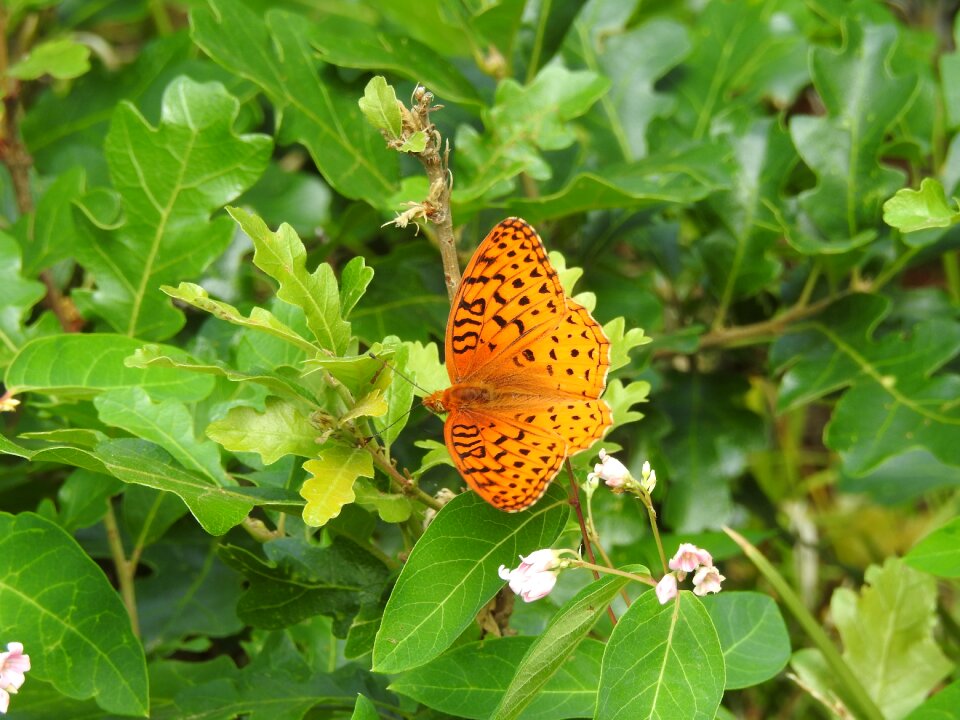 Leaf branch wildlife photo