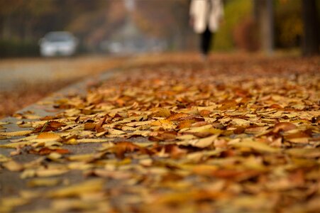 Park the leaves nature