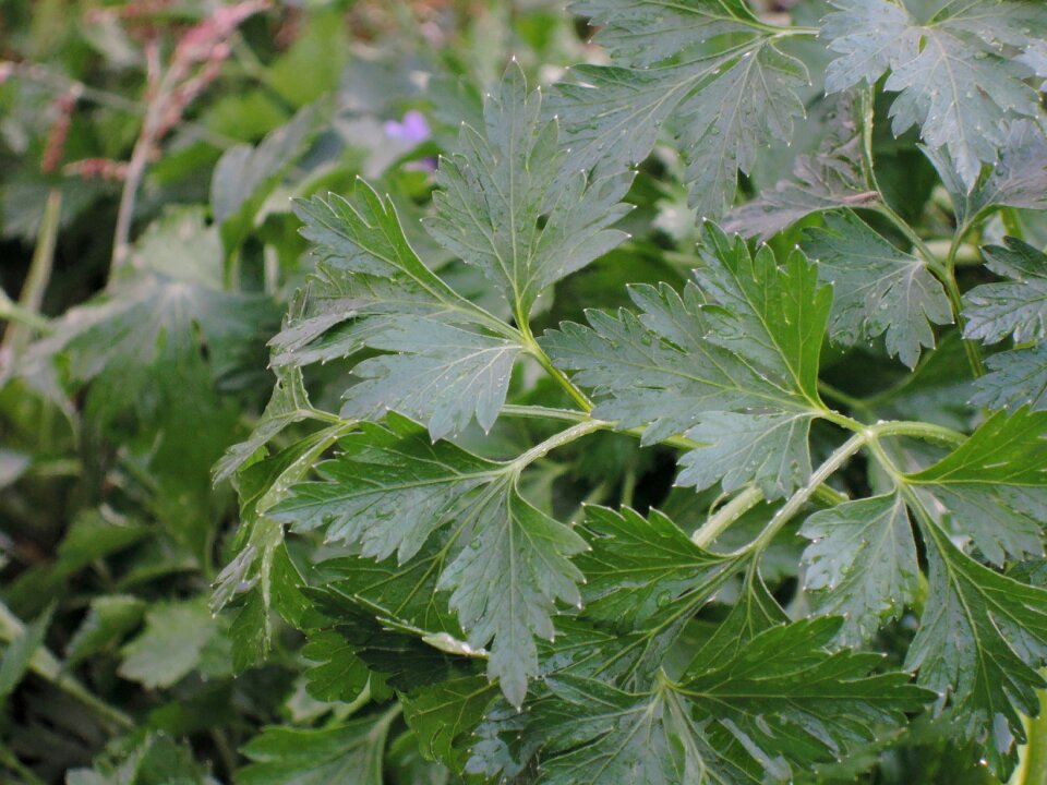 Garden vegetable garden a healthy diet