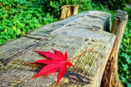 Autumn leaf autumn colors park