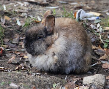 Sulfur rabbit animal pet photo