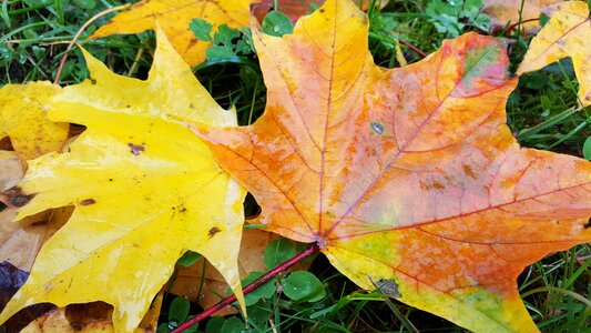 Maple yellow orange