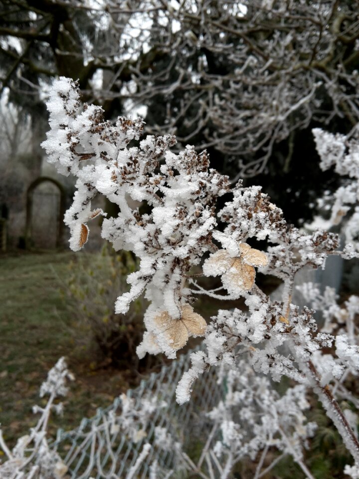 Nature snow garden