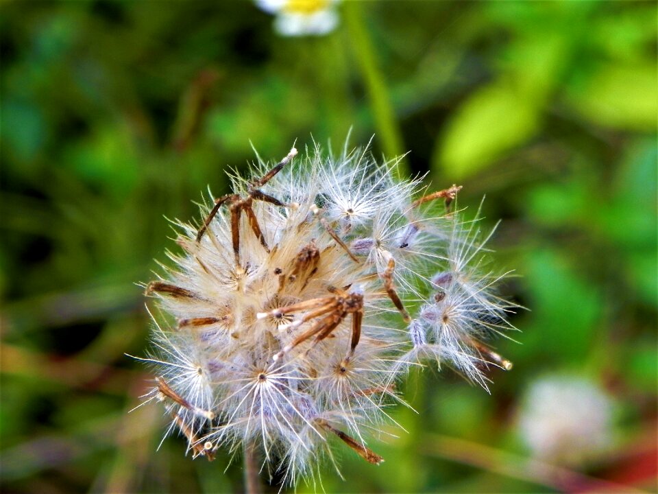 Floral plant spring