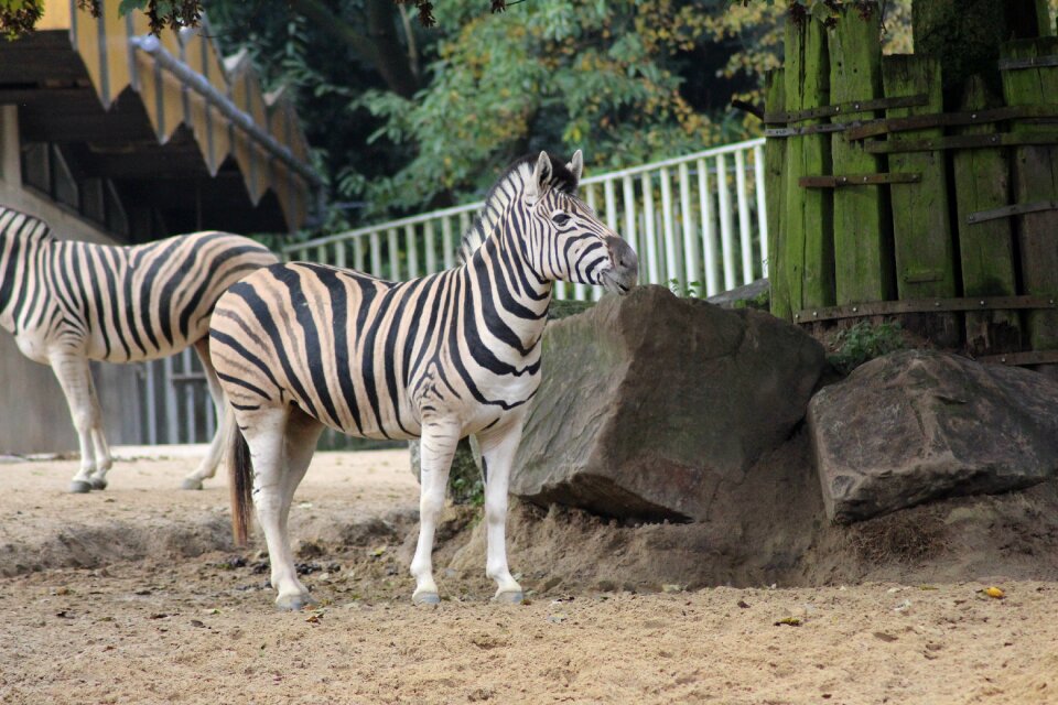 Ungulate zebra wild animal