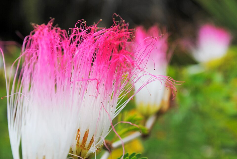 Bloom color pink