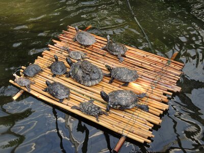 Turtles raft water turtle photo