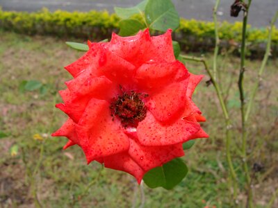Nature pink flower red