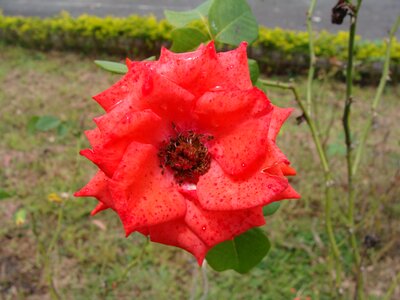 Nature pink flower red photo