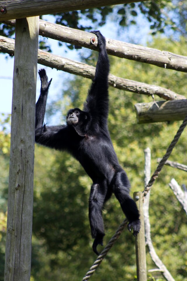 Hanging around swinging wild photo