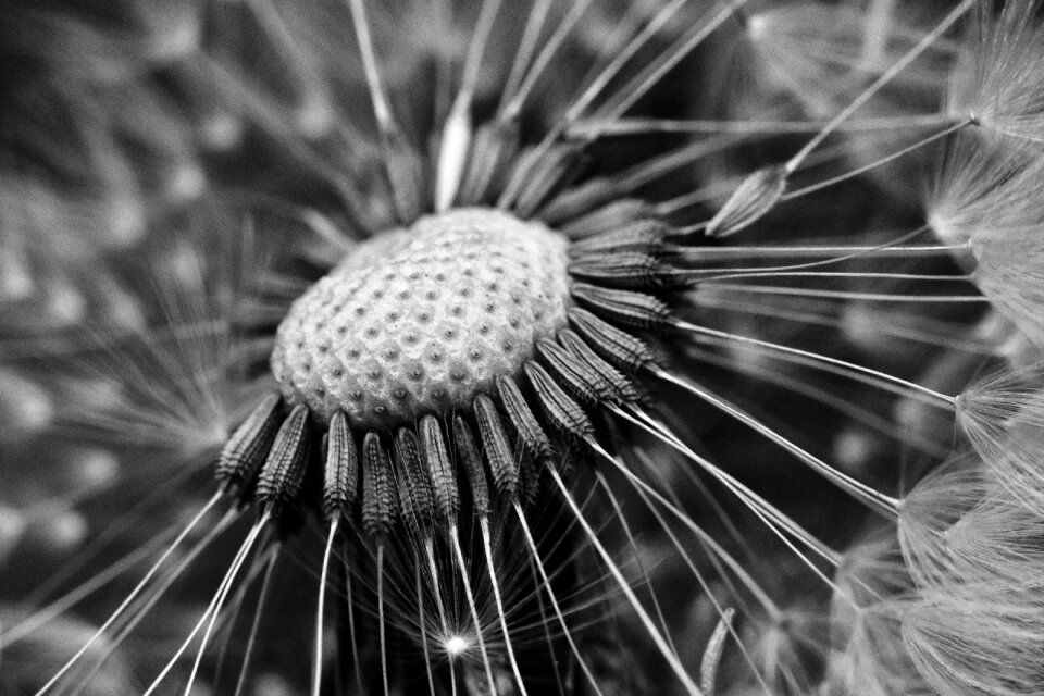Flower macro dandelions